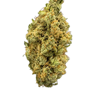 Bathera 24/1 DB (Donny Burger)